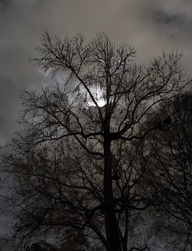 tree-moonlight