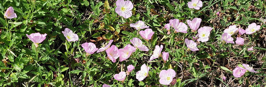 Spring Flowers