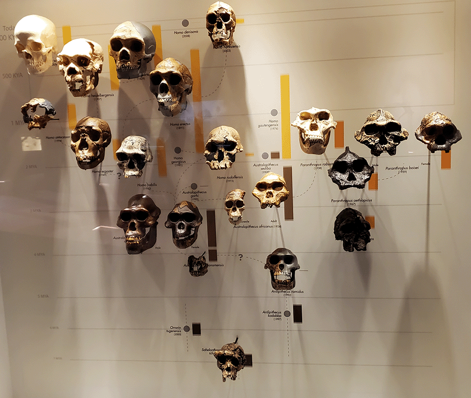 human skull tree